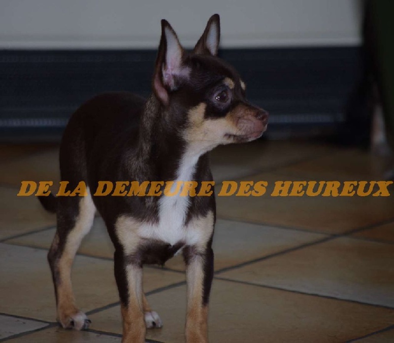 Jaiden Des Amours Sans Frontieres