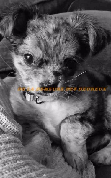les nouvelles de nos chiots